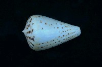 藏品(別緻芋螺)的圖片